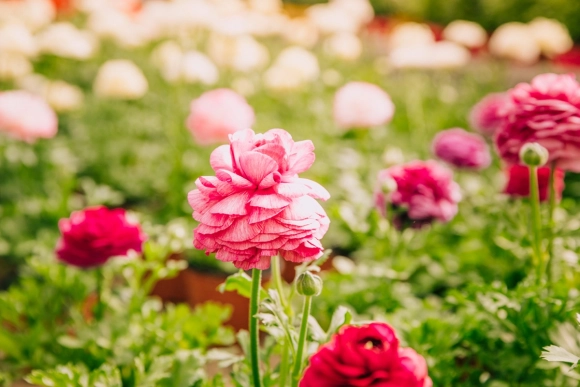 Crystal de Victory Garden